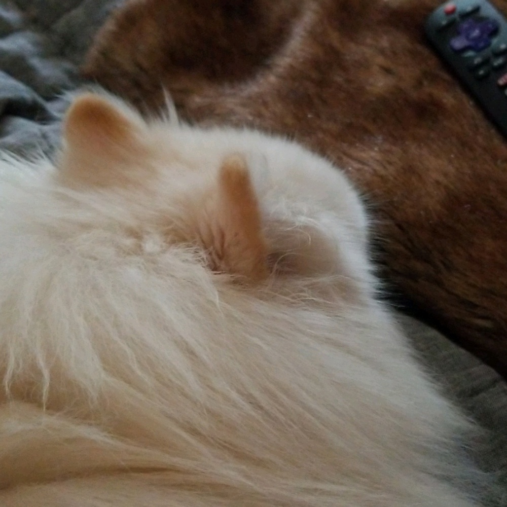 Meet your Posher, Lynette